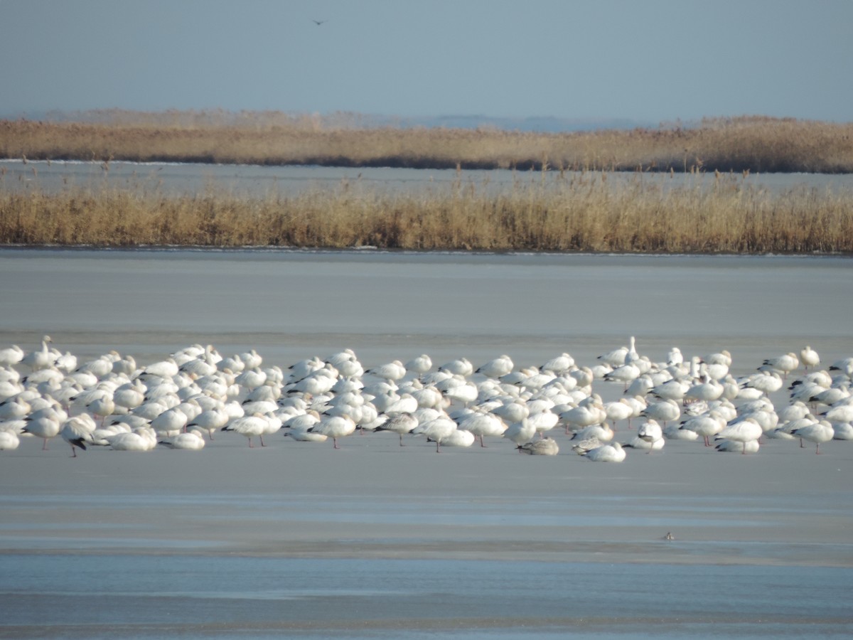 Snow Goose - ML647146230
