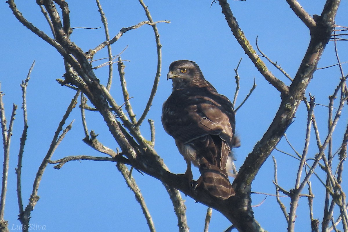 hønsehauk - ML647146231