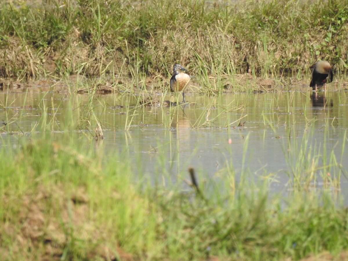 Comb Duck - ML647146232