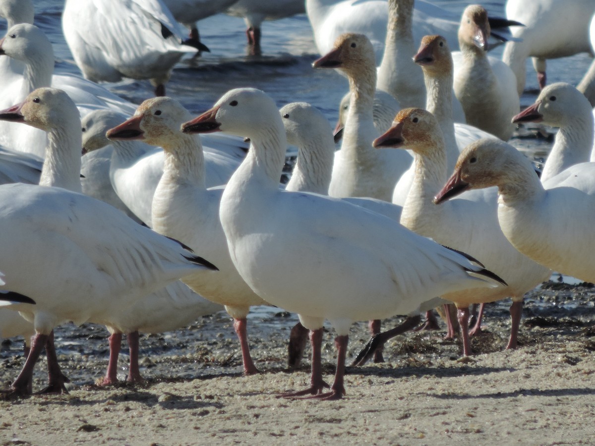 Snow Goose - ML647146233