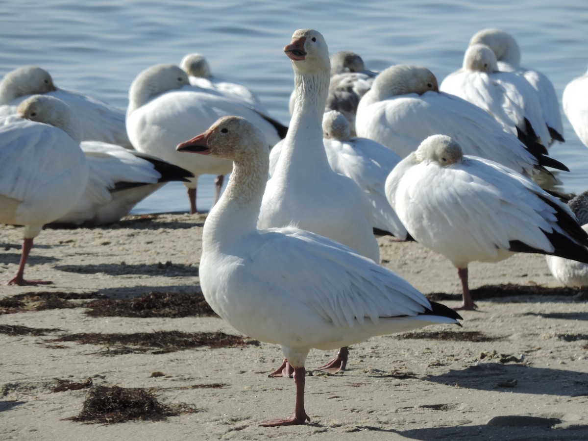 Snow Goose - ML647146244