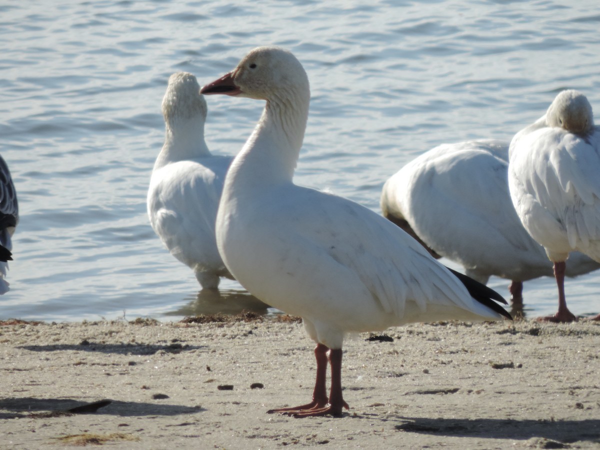 Snow Goose - ML647146246