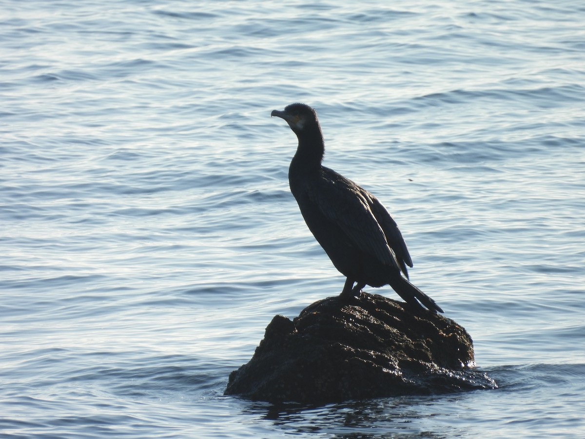 kormorán velký - ML647146247