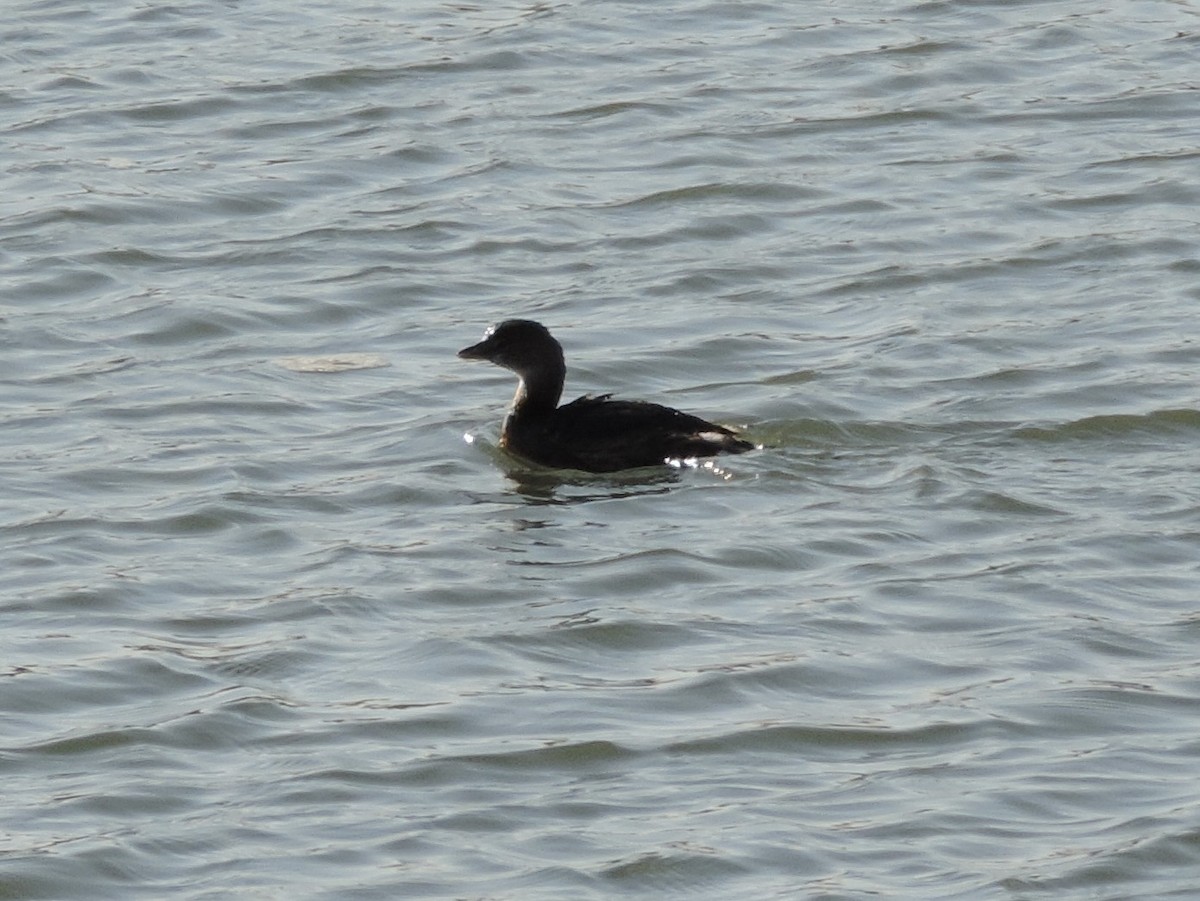 Pied-billed Grebe - ML647146259