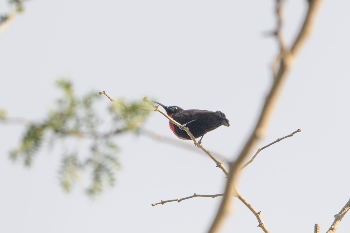 Scarlet-chested Sunbird - ML647146265