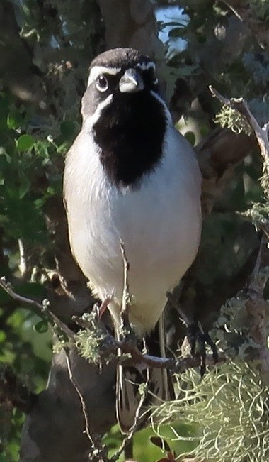 Black-throated Sparrow - ML647146268