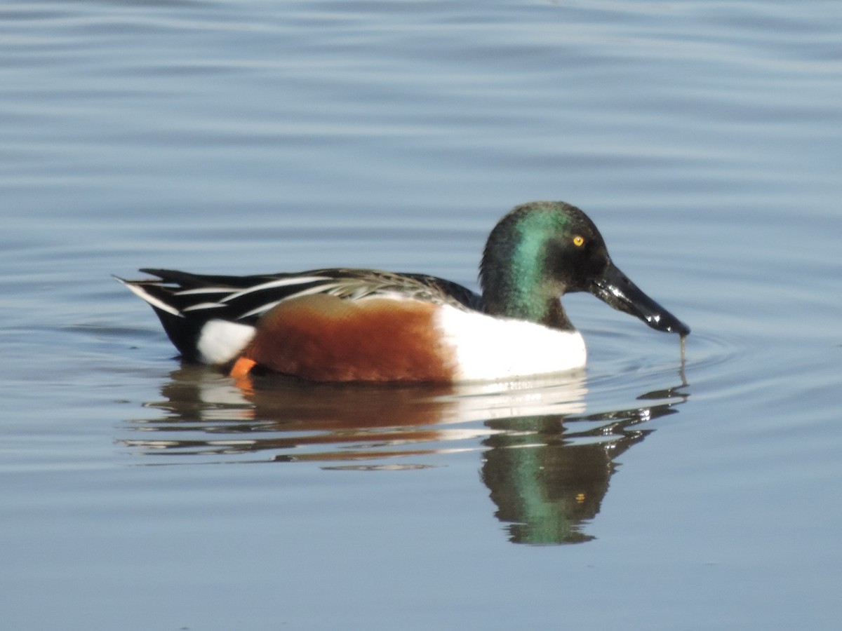 Northern Shoveler - ML647146271