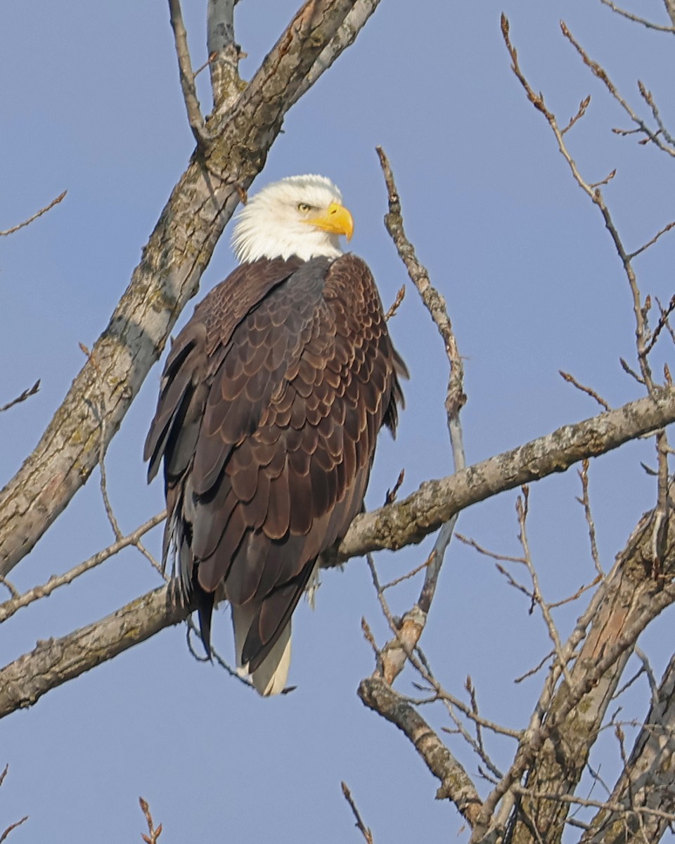 ハクトウワシ - ML647146276