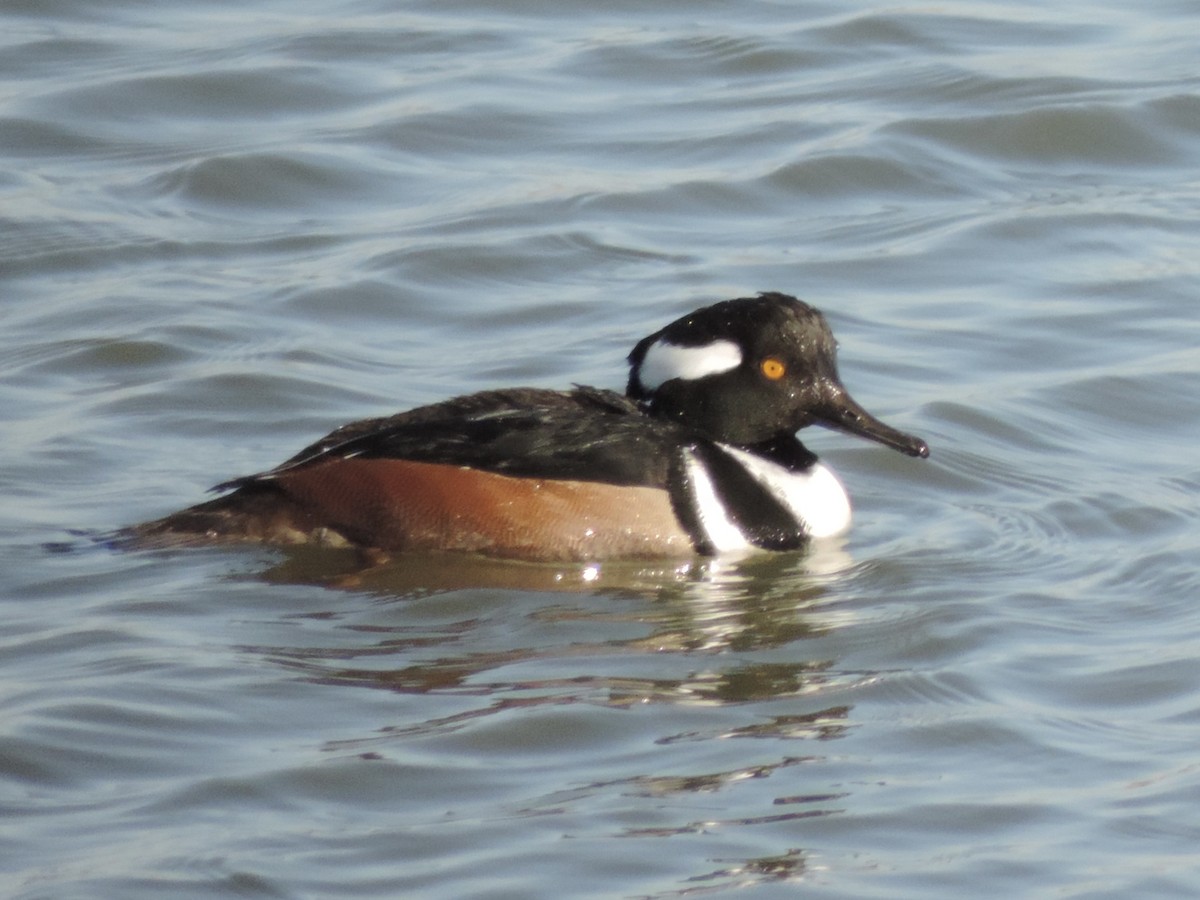 Hooded Merganser - ML647146277