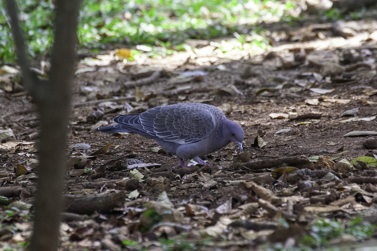 Picazuro Pigeon - ML647146282