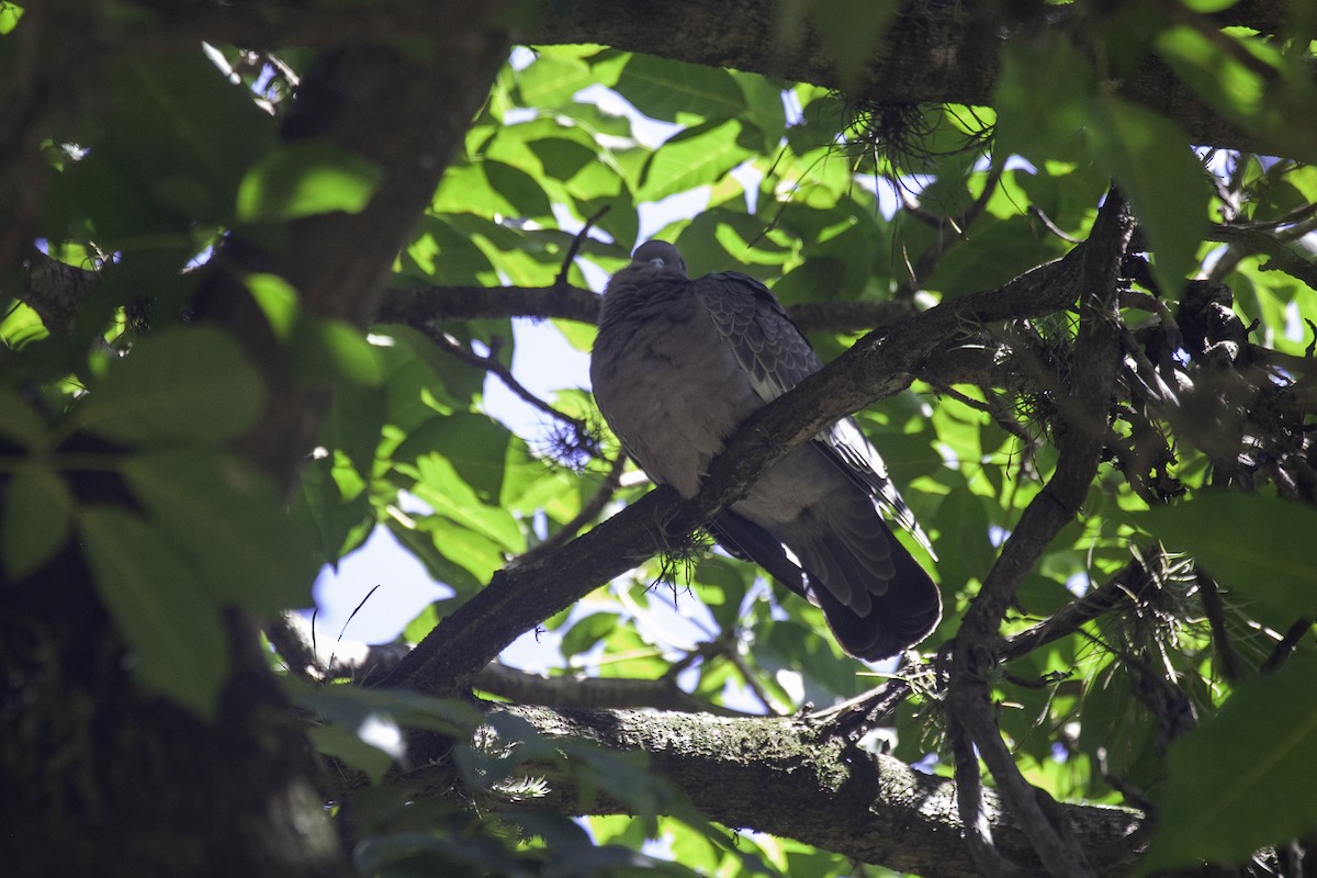 Picazuro Pigeon - ML647146283