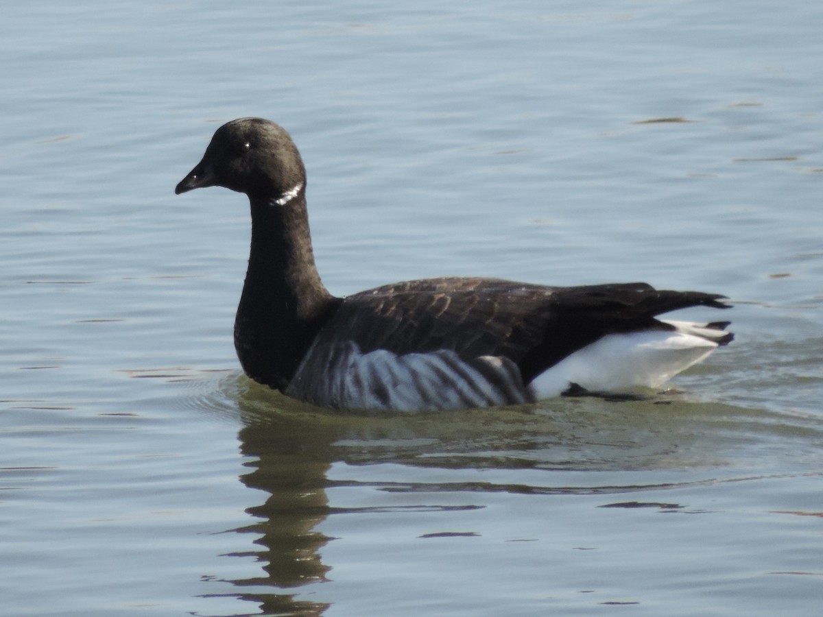 Brant - ML647146284
