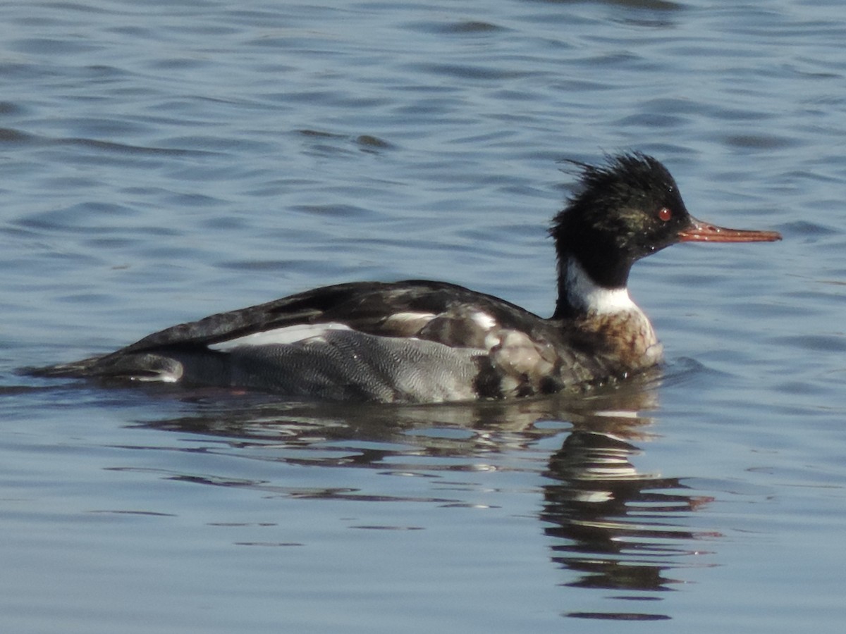 Red-breasted Merganser - ML647146292