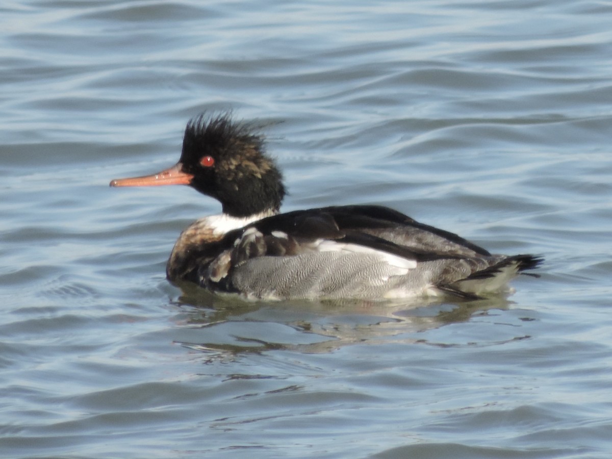 Red-breasted Merganser - ML647146294