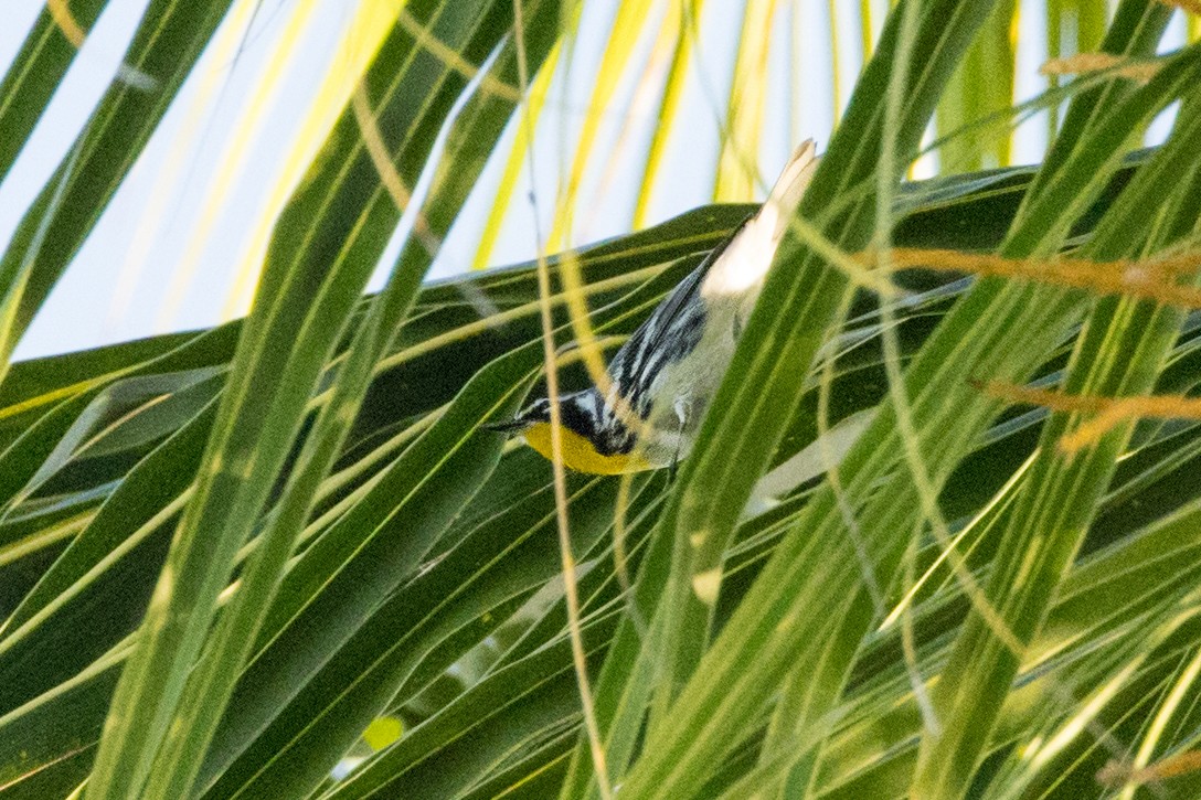 Желтогорлая древесница - ML647146295