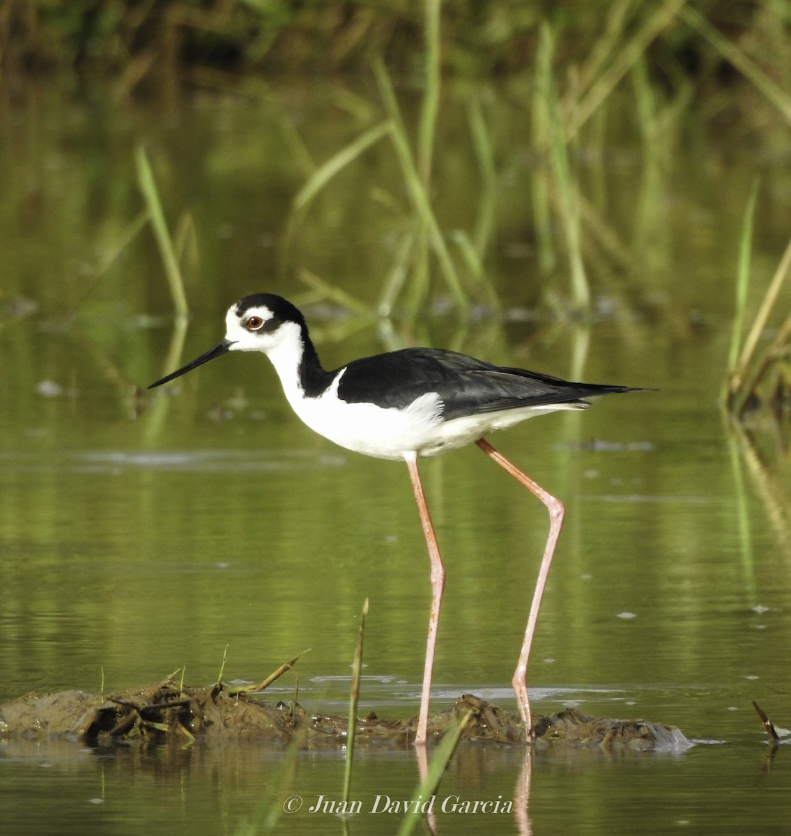 Black-necked Stilt - ML647146296
