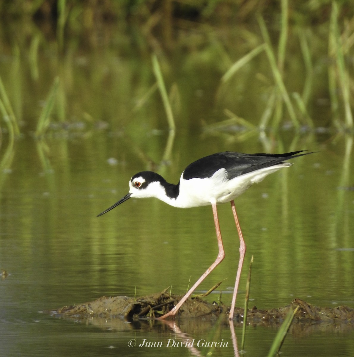 Black-necked Stilt - ML647146297