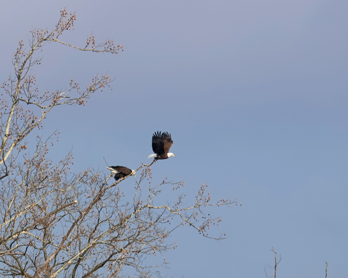 ハクトウワシ - ML647146299