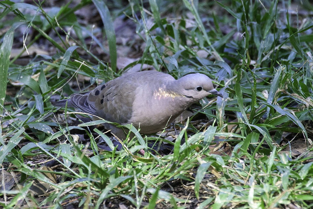 Eared Dove - ML647146301