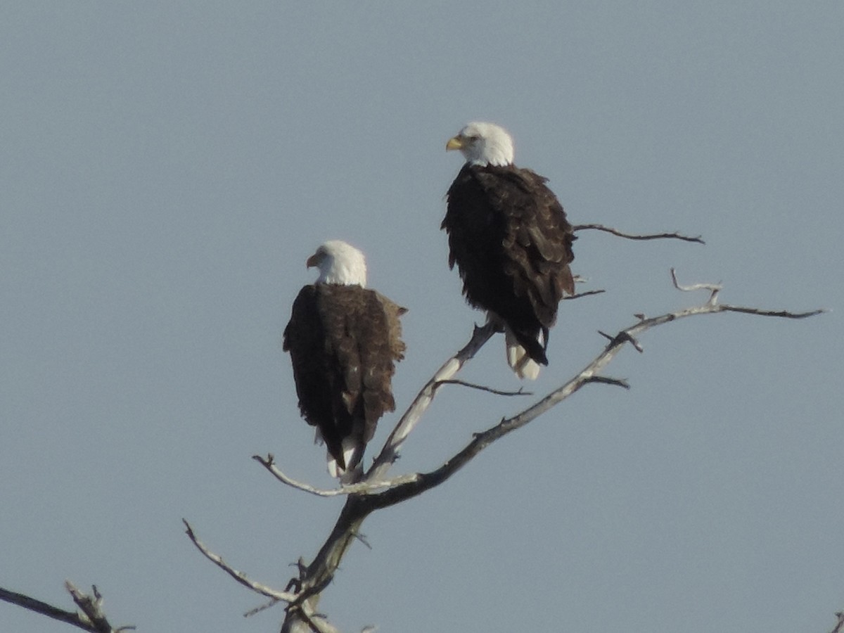 Bald Eagle - ML647146309