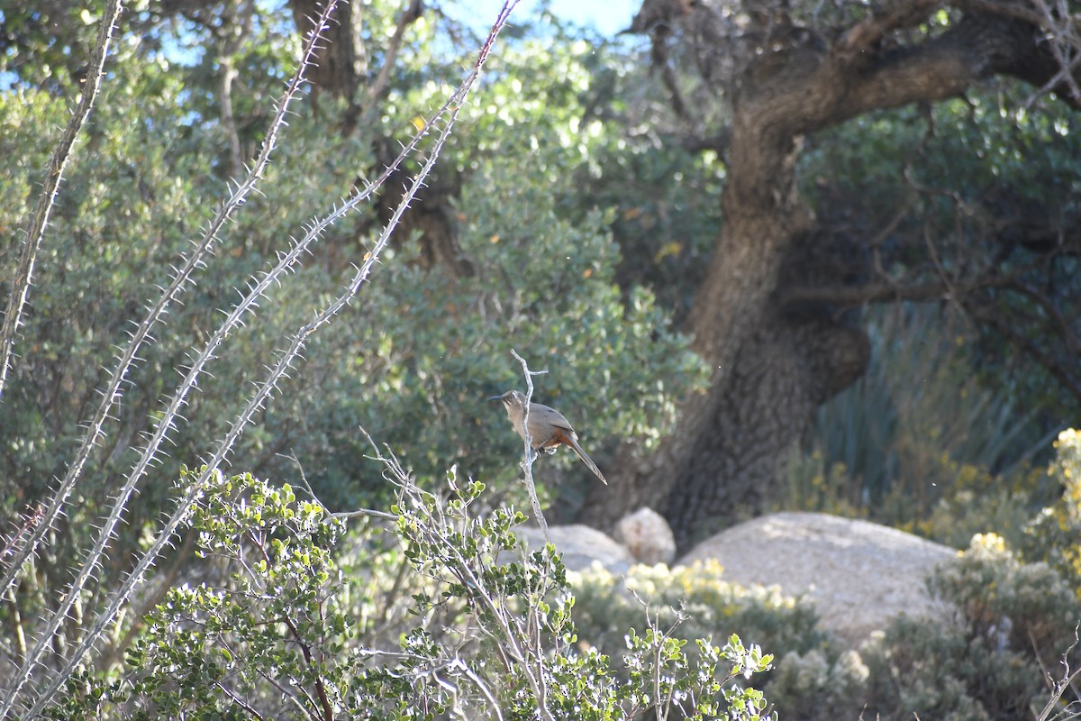 Crissal Thrasher - ML647146319