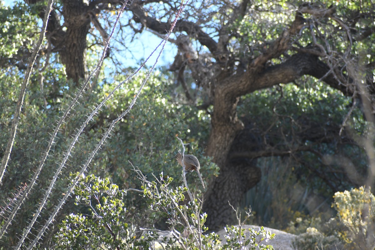 Crissal Thrasher - ML647146320