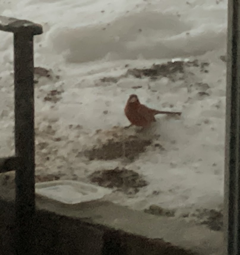 Northern Cardinal - ML647146338