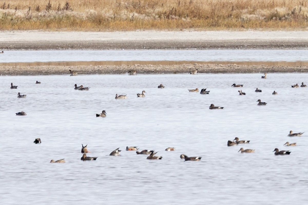 Schnatterente - ML647146346