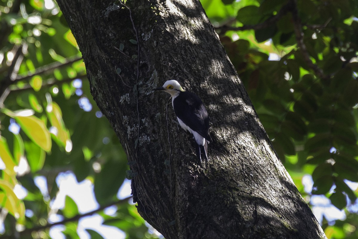 White Woodpecker - ML647146349