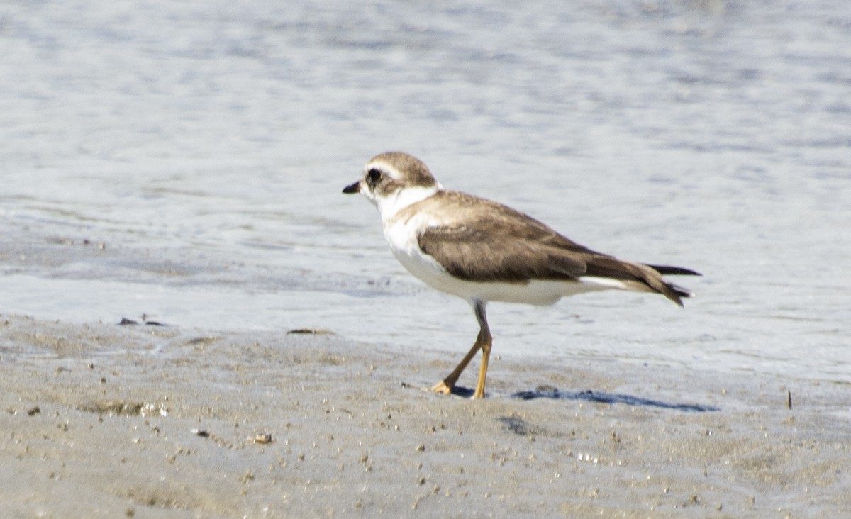 Semipalmated Plover - ML647146352