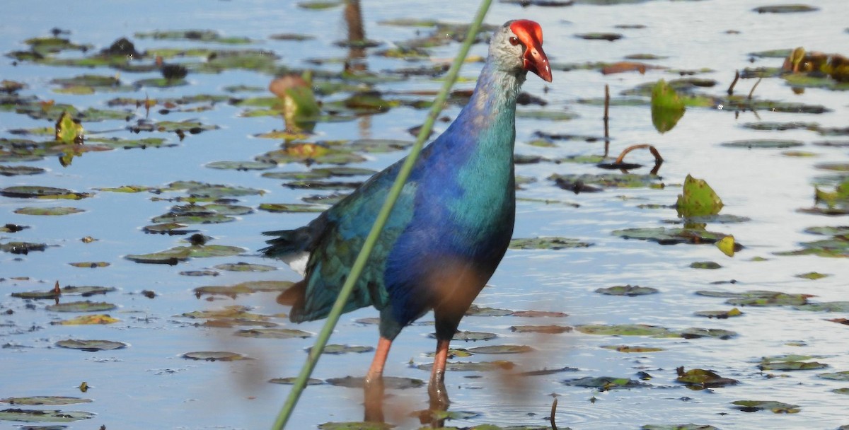 Gray-headed Swamphen - ML647146369
