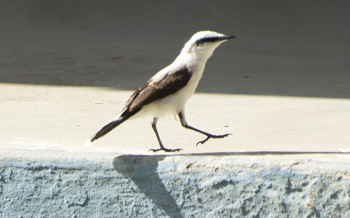 Masked Water-Tyrant - ML647146372