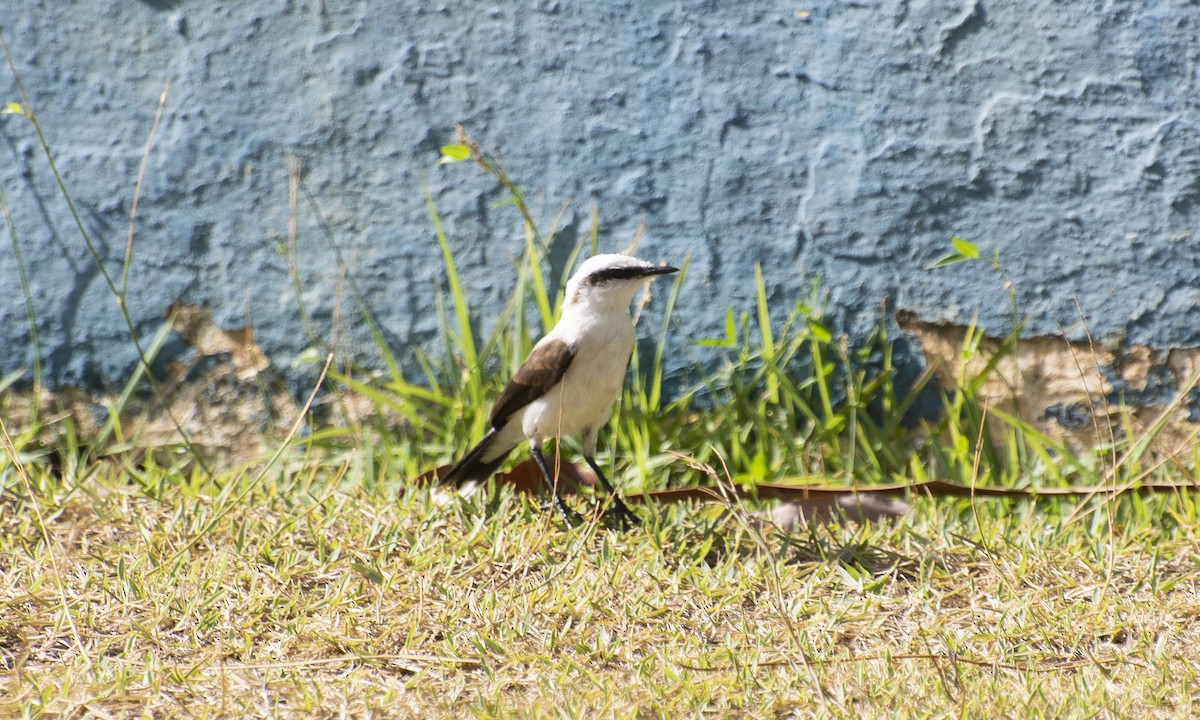 Masked Water-Tyrant - ML647146373