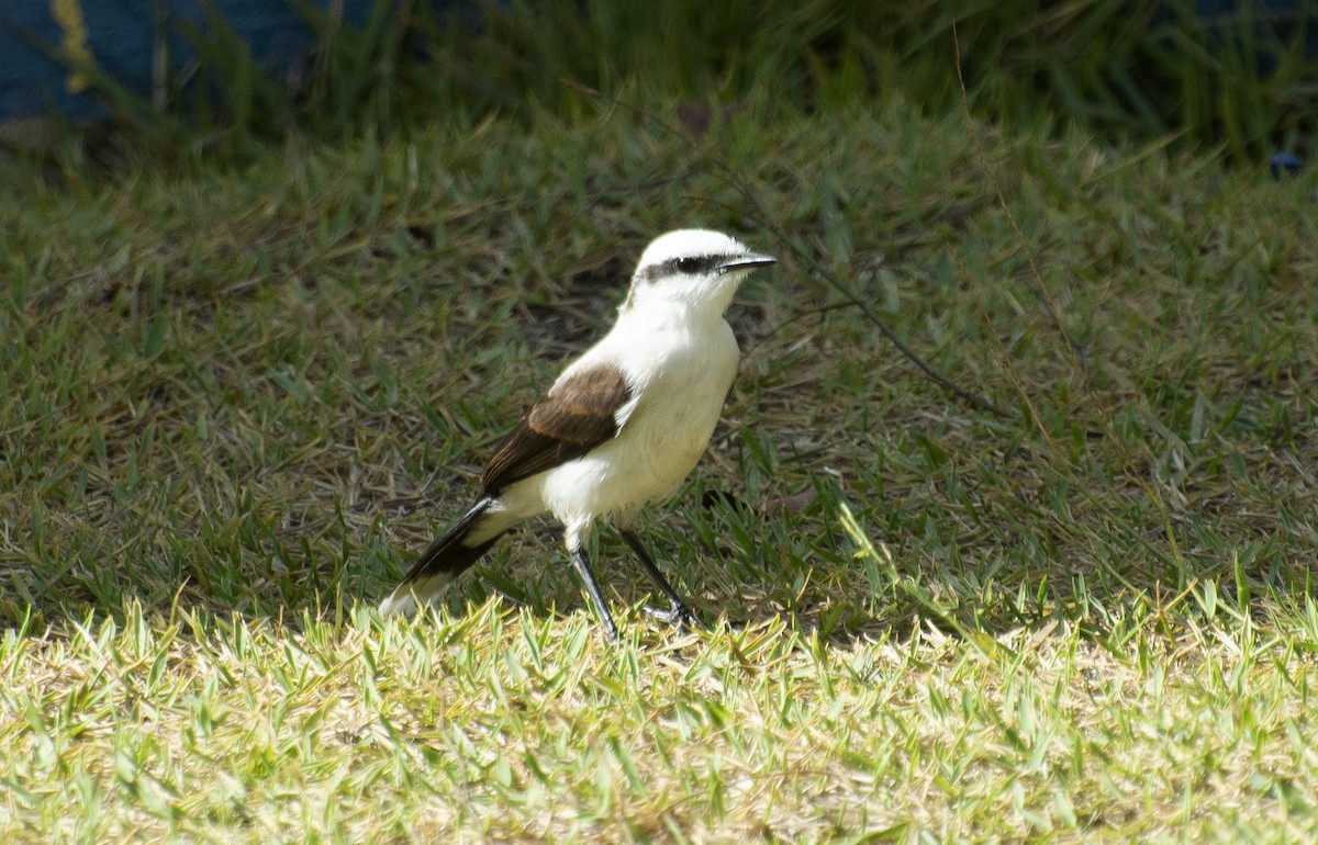 Masked Water-Tyrant - ML647146374
