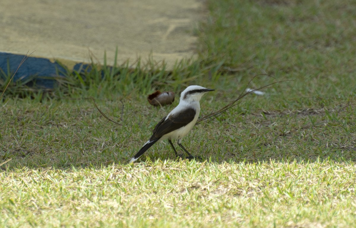 Masked Water-Tyrant - ML647146375