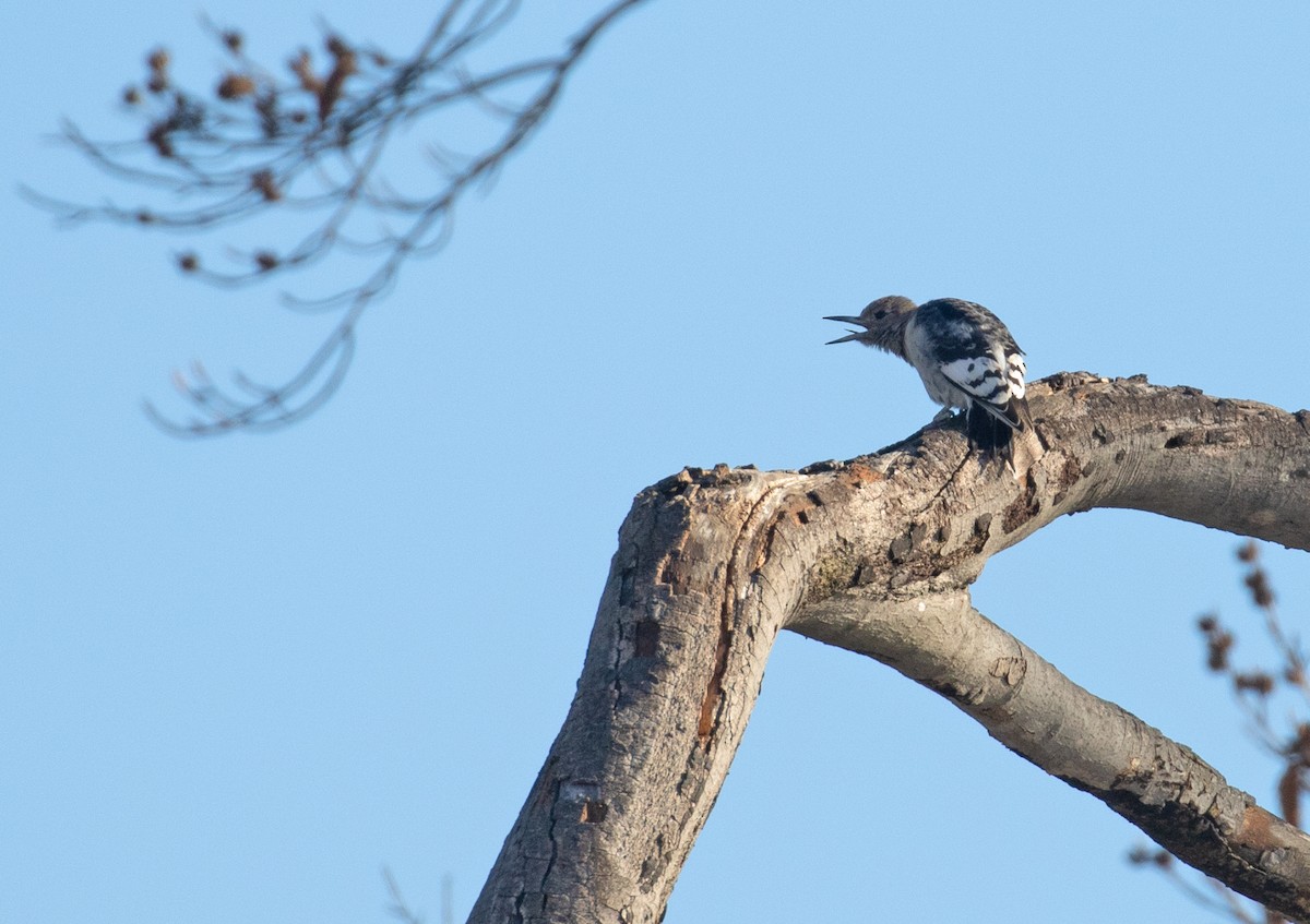 Red-headed Woodpecker - ML647146384