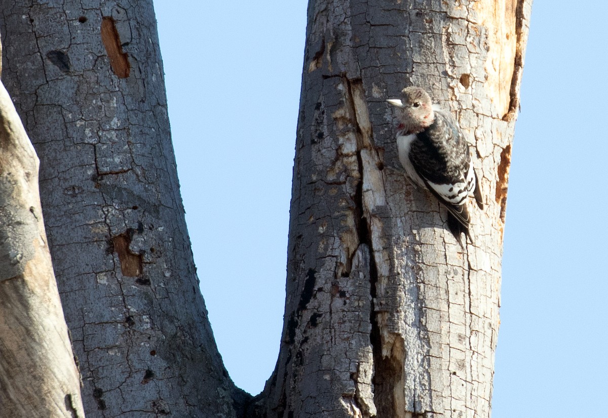 Red-headed Woodpecker - ML647146385