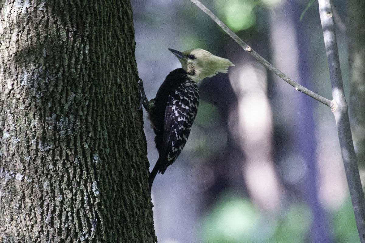 Blond-crested Woodpecker - ML647146387
