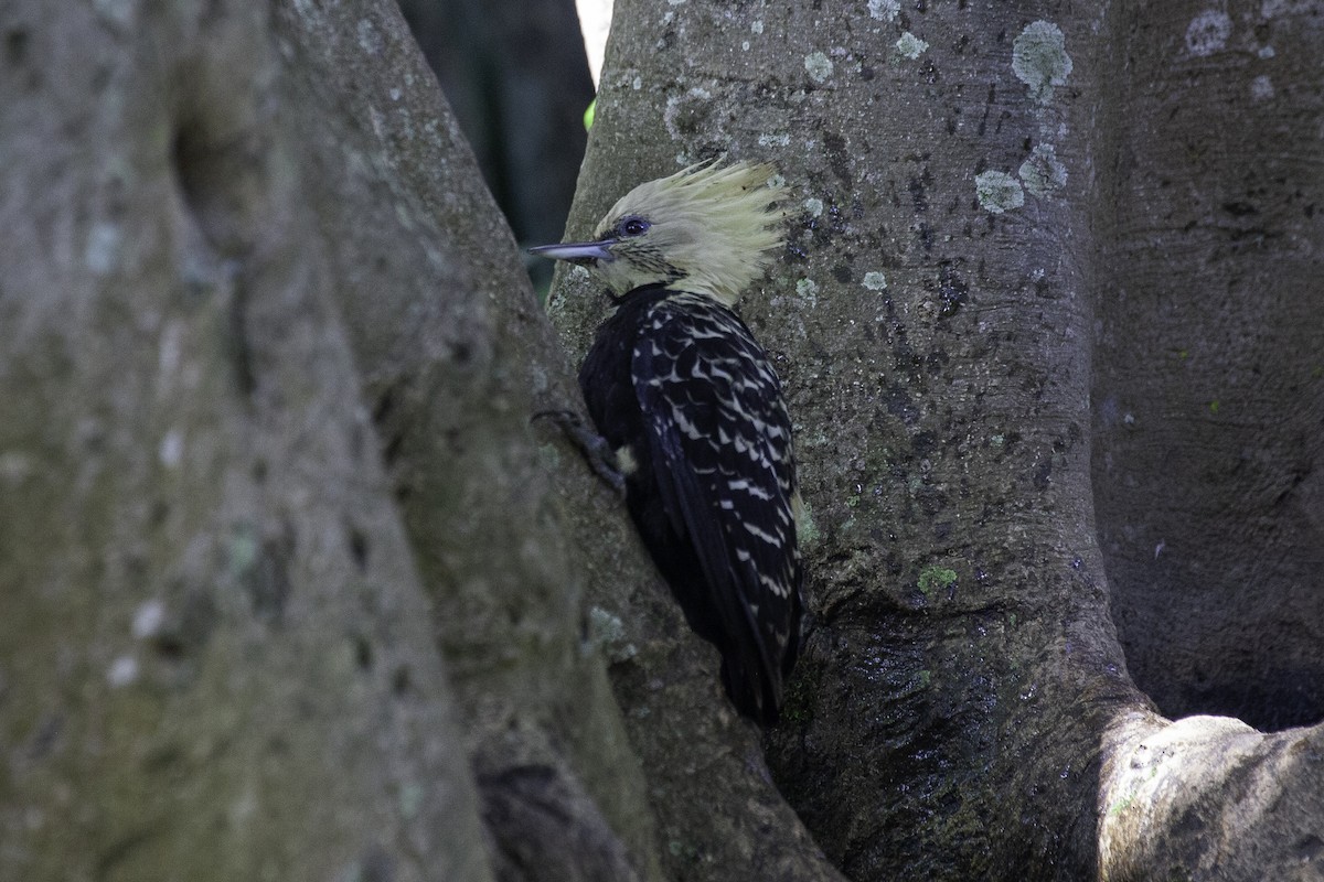 Blond-crested Woodpecker - ML647146388