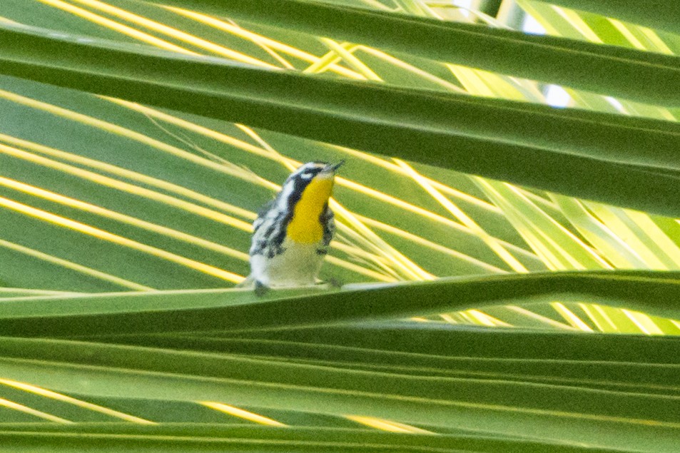 Желтогорлая древесница - ML647146391