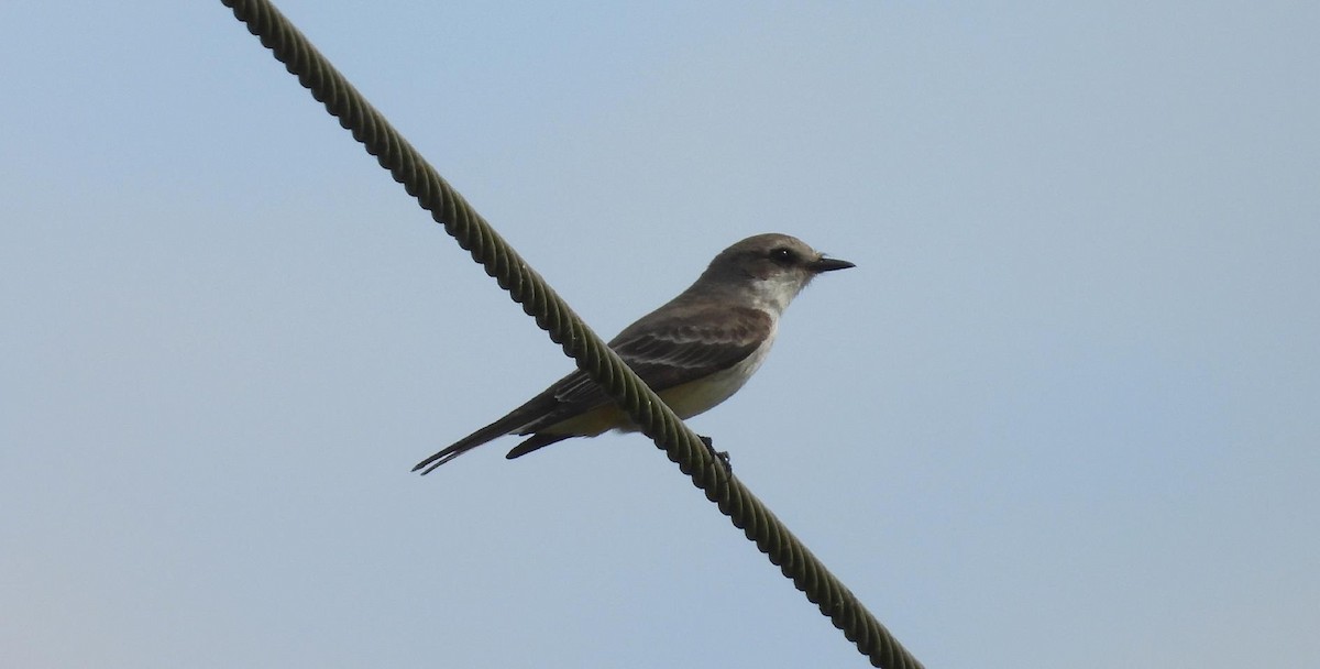 Vermilion Flycatcher - ML647146392