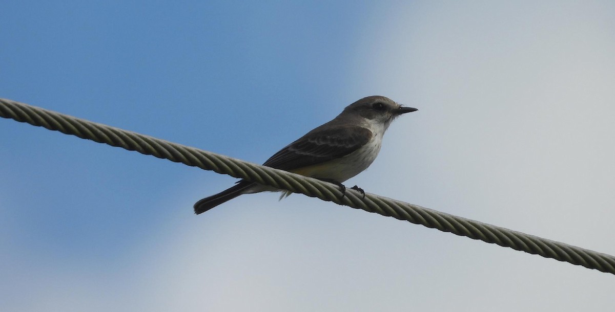 Vermilion Flycatcher - ML647146393