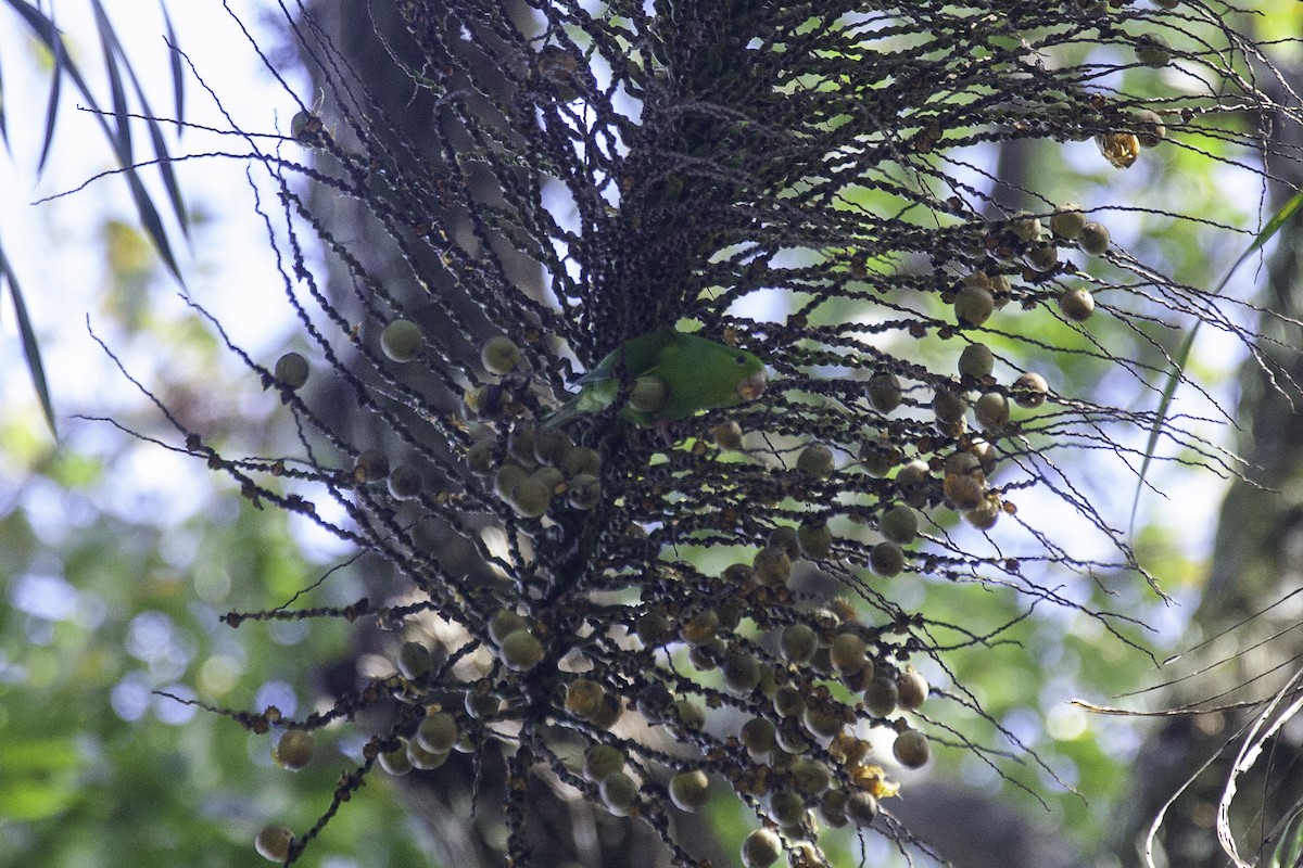 Plain Parakeet - ML647146398