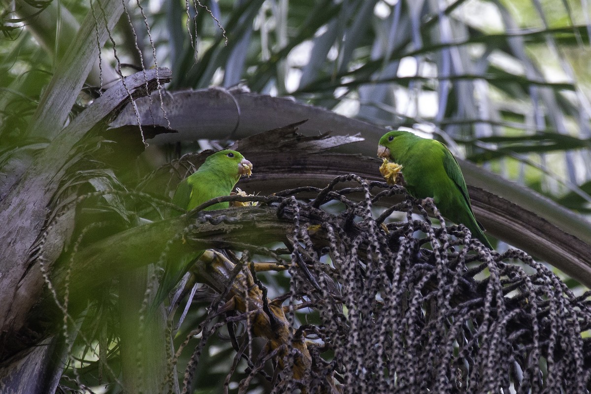 Plain Parakeet - ML647146399