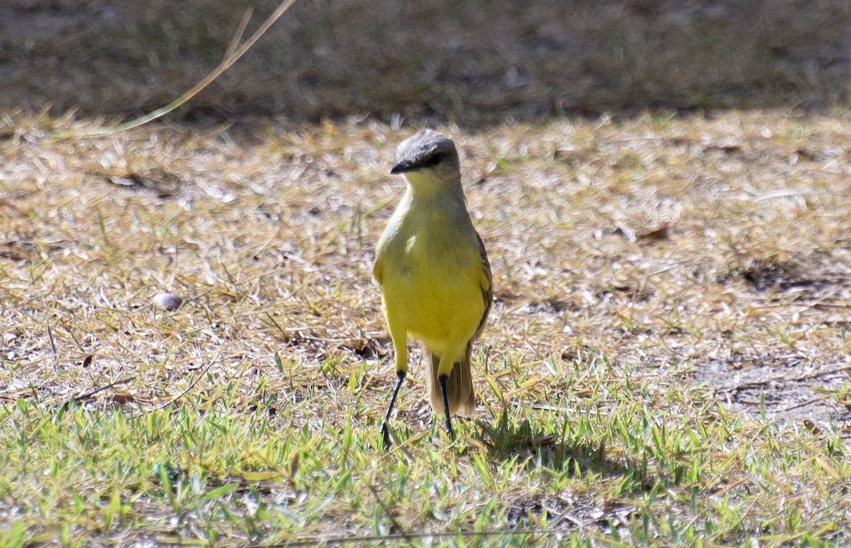 Cattle Tyrant - ML647146407