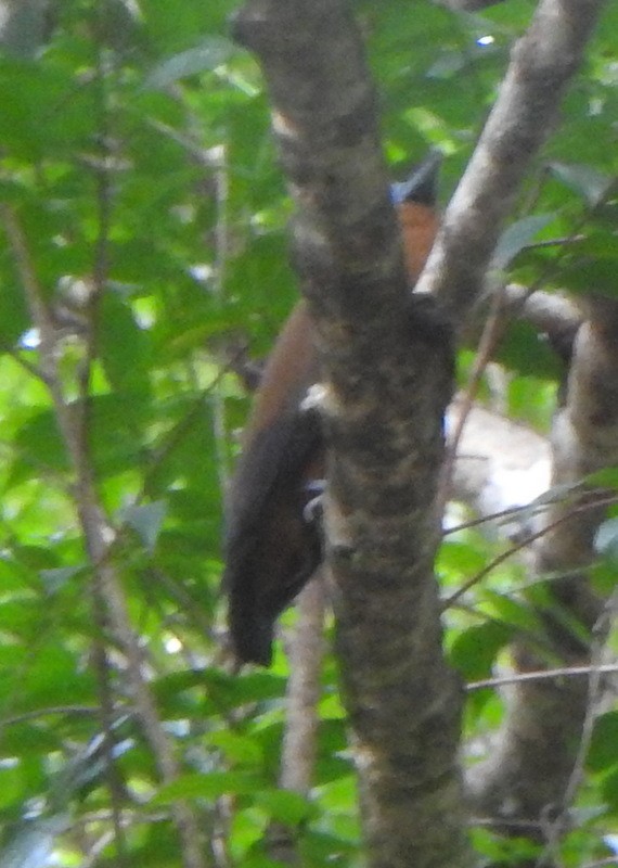 Capuchinbird - ML647146413