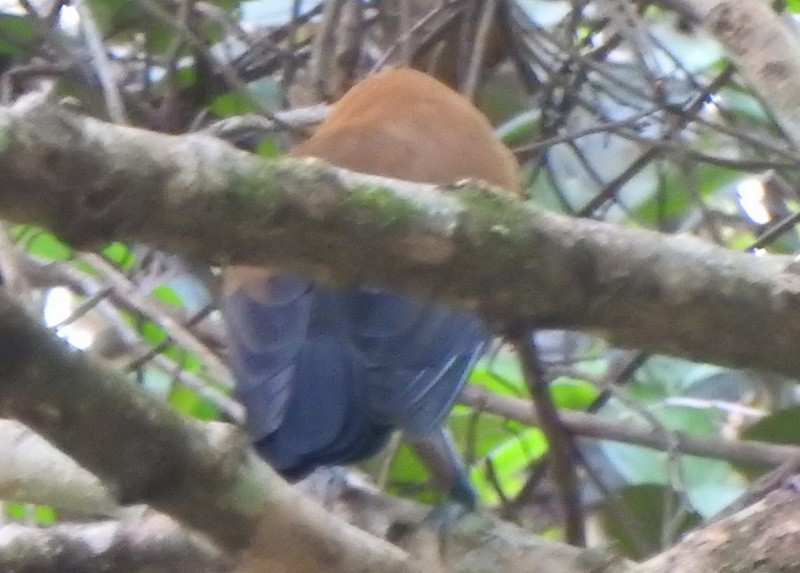 Capuchinbird - ML647146414