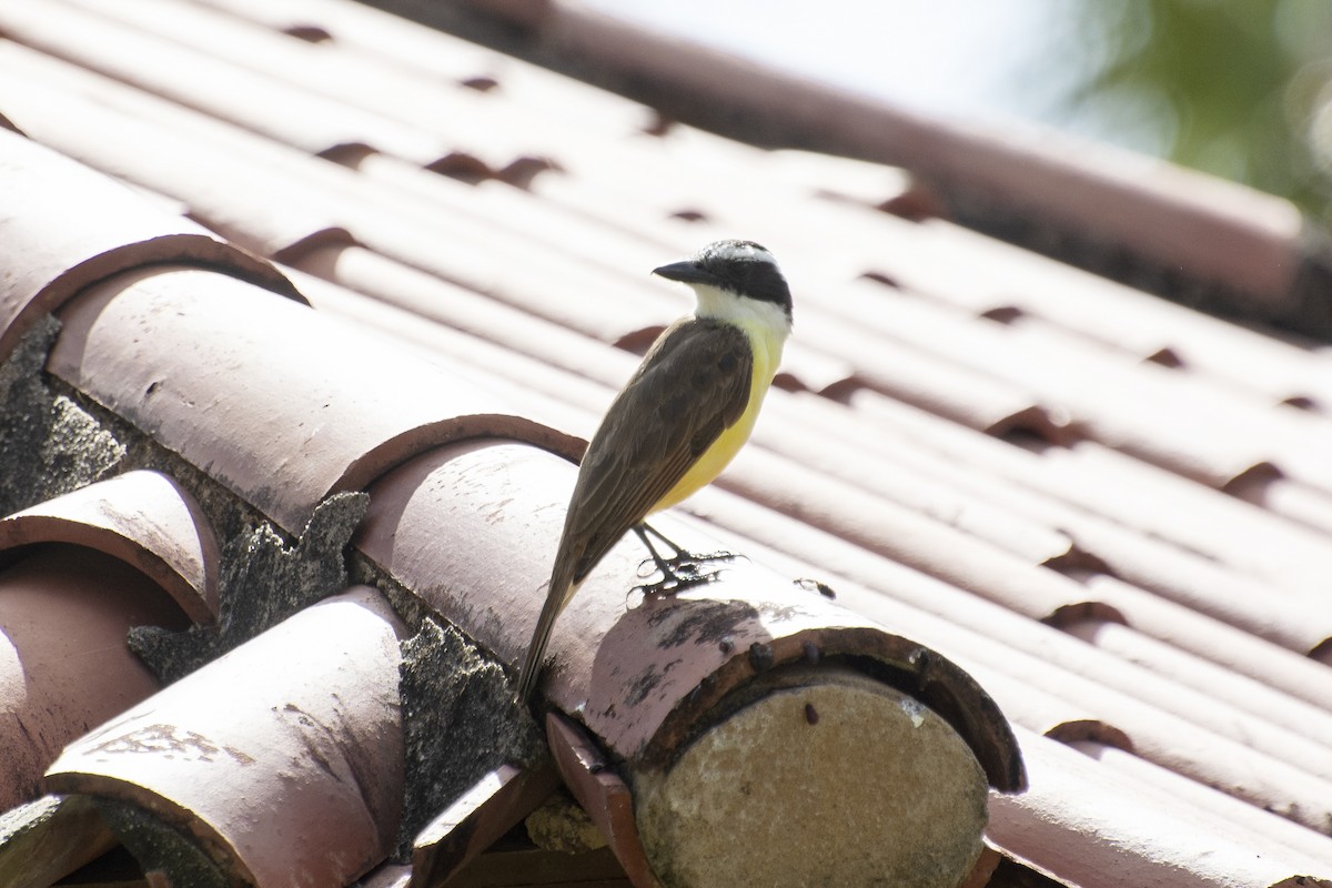 Great Kiskadee - ML647146416