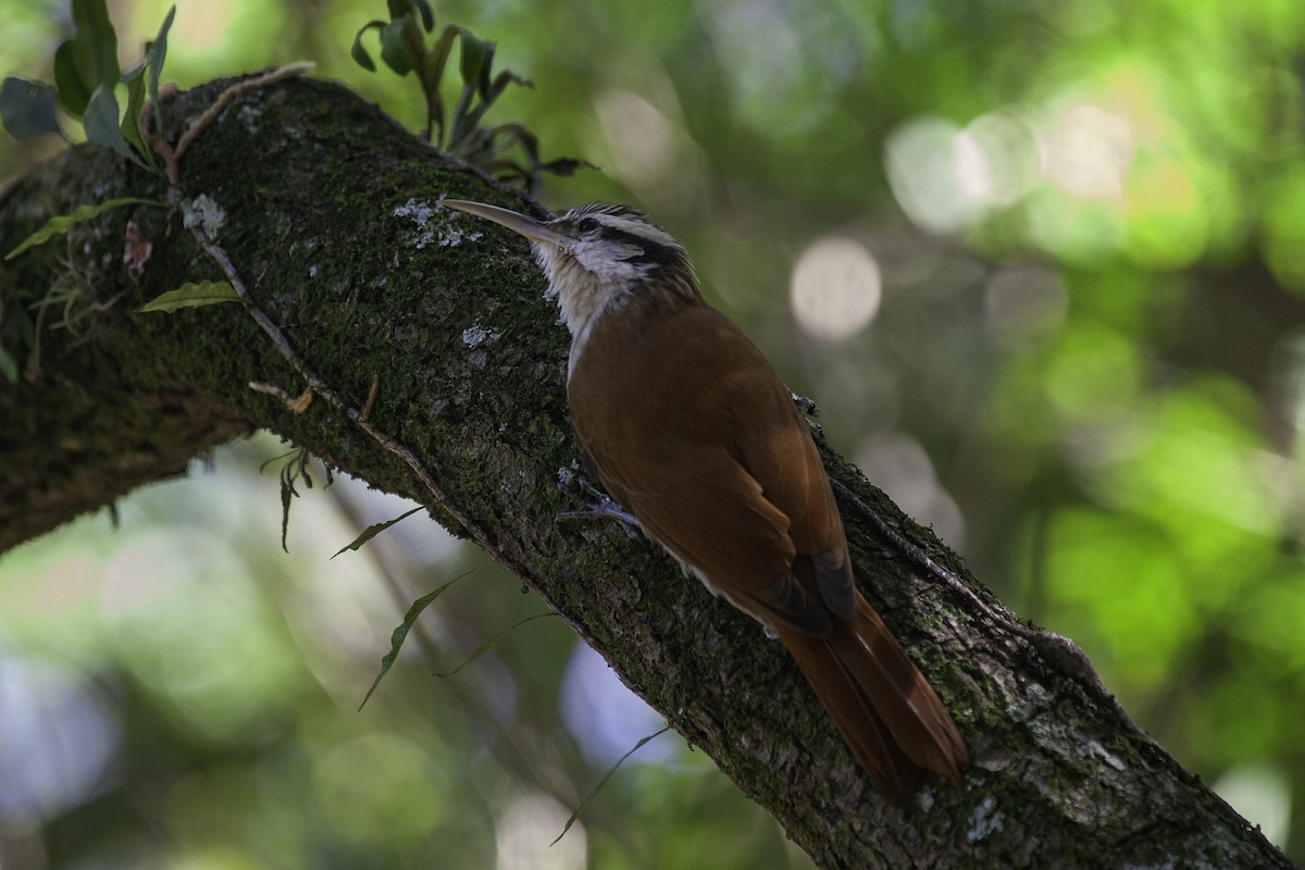 Narrow-billed Woodcreeper - ML647146417