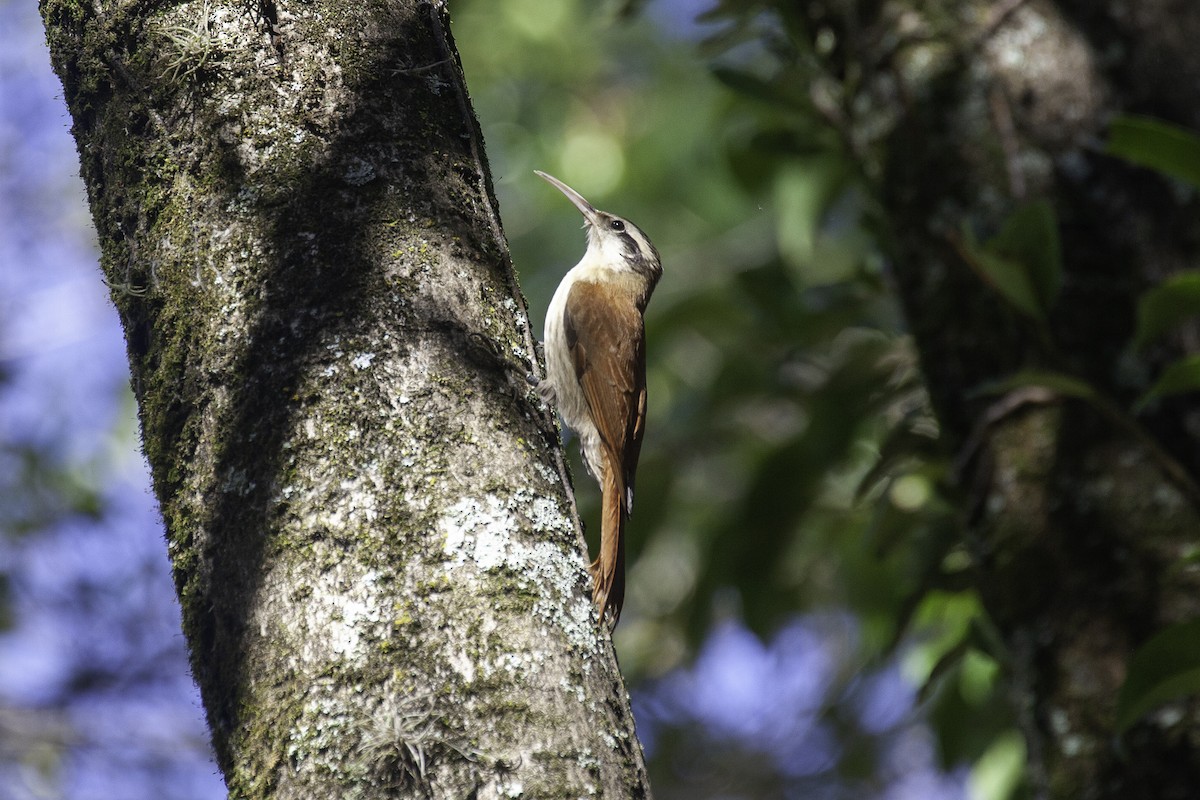 Narrow-billed Woodcreeper - ML647146418